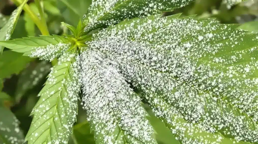 Cannabis leaf heavily affected by white powdery mildew, indicating the need for hydrogen peroxide treatment.