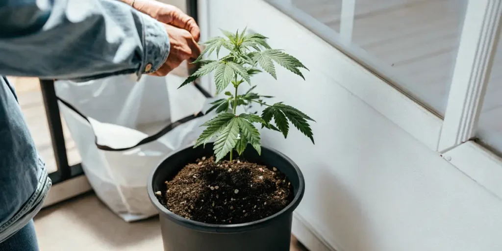 Person's hands tending to a potted cannabis plant indoors, near a white wall and window.