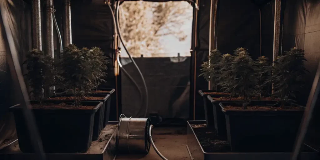 Inside an indoor grow tent, potted cannabis plants with healthy foliage and buds under controlled lighting.