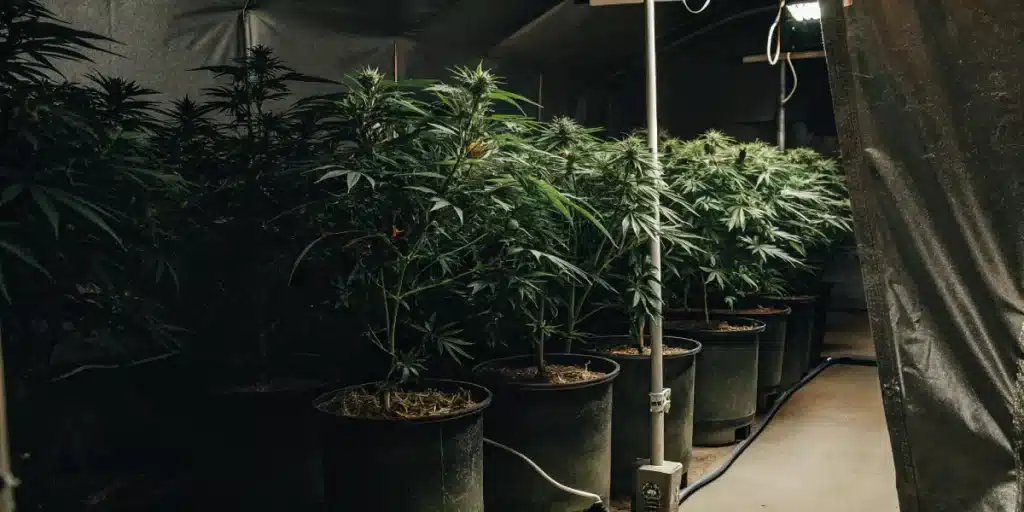 Dark indoor cannabis grow room with rows of potted plants, some showing buds, extending into the distance.