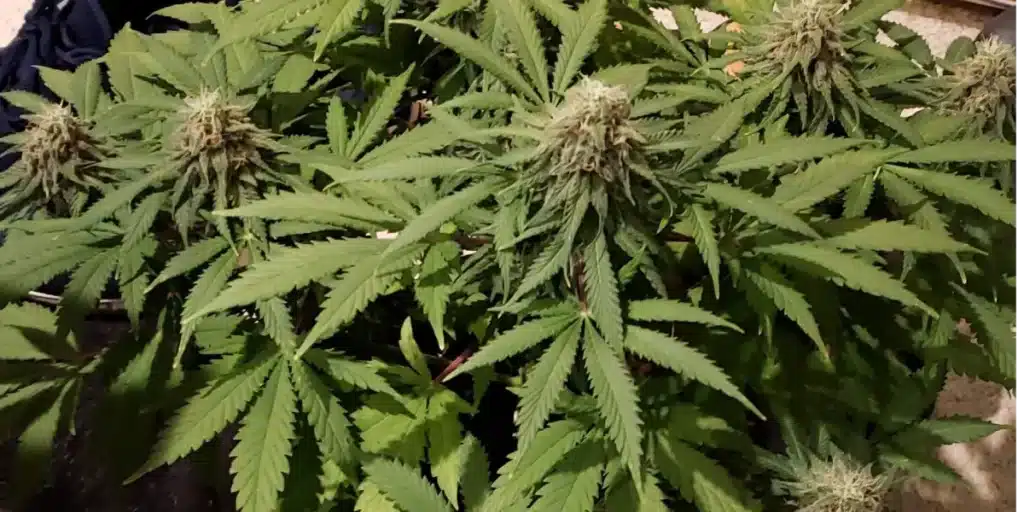 Healthy Infinity CBD cannabis plants with dense buds and vibrant green leaves, thriving in an indoor grow environment