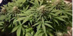 Healthy Infinity CBD cannabis plants with dense buds and vibrant green leaves, thriving in an indoor grow environment