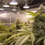 Indoor grow room with Lemon Garlic Weed cannabis plants featuring dense buds under bright overhead lights.