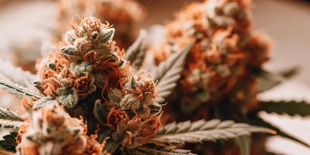 OG Glue cannabis buds with frosty trichomes growing in a controlled indoor environment.