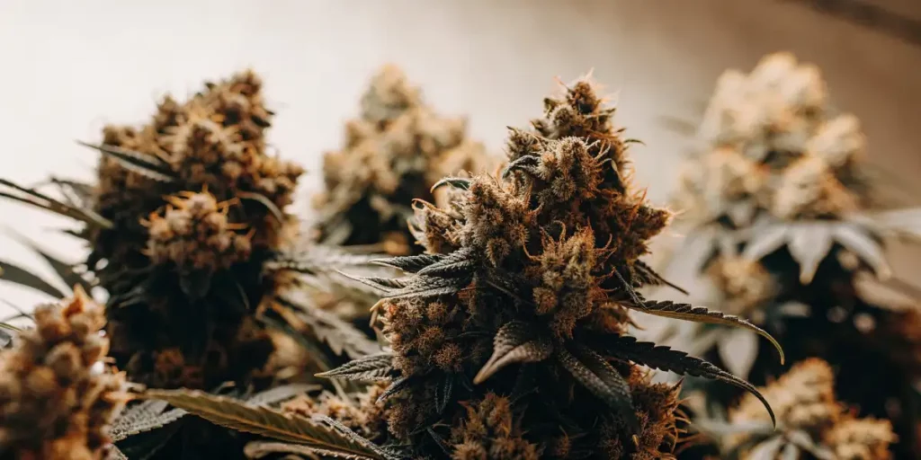 Close-up of OG Glue cannabis buds showing dense resin and orange hairs under soft lighting.