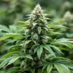 Northern Lights cannabis plant thriving outdoors in the Northeast.