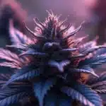 Field of purple cannabis strains with rich hues of green and red, illuminated by golden sunlight in a serene environment