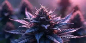Field of purple cannabis strains with rich hues of green and red, illuminated by golden sunlight in a serene environment
