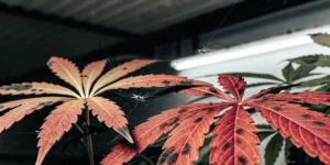 Close-up of reddish cannabis leaves with dark spots and visible spider mites and webbing, under grow lights.