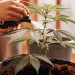 Person's hands watering a potted cannabis plant with a spray bottle in a sunny room.