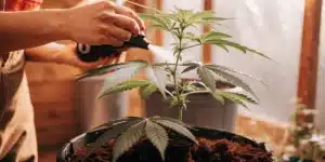 Person's hands watering a potted cannabis plant with a spray bottle in a sunny room.