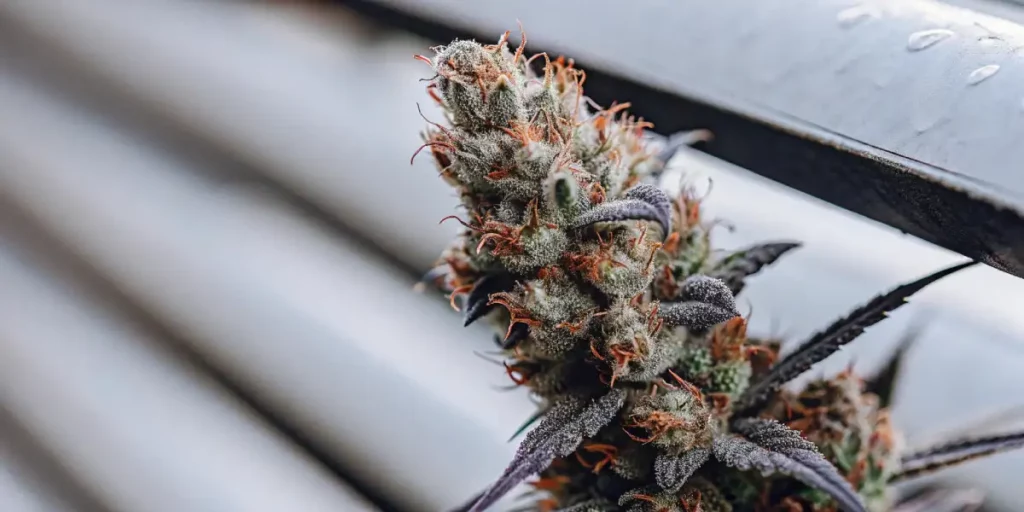 White Runtz cannabis flower with purple hues, frosted trichomes, and orange pistils against a muted background.