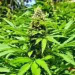 Jamaican Strain cannabis plant thriving at all-inclusive weed-friendly resorts Caribbean.