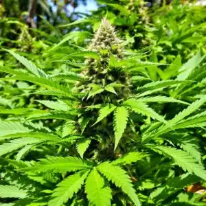 Jamaican Strain cannabis plant thriving at all-inclusive weed-friendly resorts Caribbean.