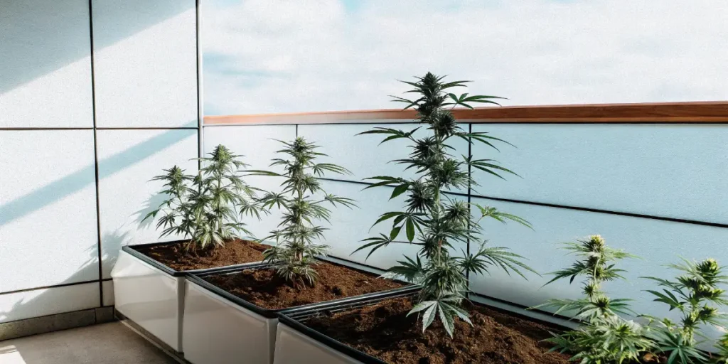 autoflower cannabis plants growing in balcony pots
