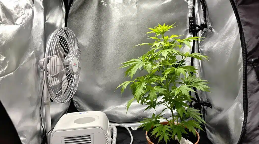 Autoflower plant in a grow tent with a fan and dehumidifier for controlling humidity during flowering.
