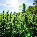 Healthy automatic flowering outdoor cannabis plants thriving under sunlight.