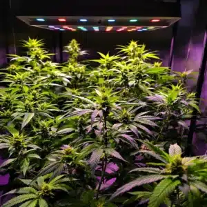 Indoor cannabis grow setup with balanced light spectrum for cannabis vegetative growth.