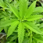 Healthy cannabis leaves thriving with basic cannabis nutrients in the vegetative stage.