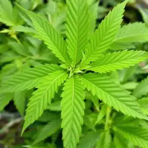 Healthy cannabis leaves thriving with basic cannabis nutrients in the vegetative stage.