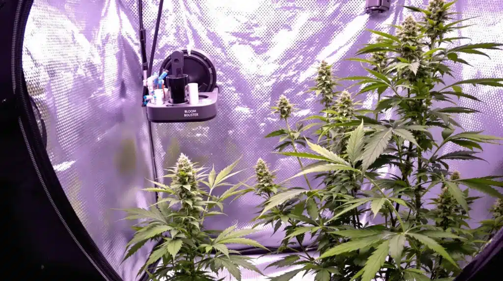 Cannabis plants in a grow tent with bloom booster fertilizers for optimal yields.
