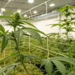 Cannabis plants supported by trellis netting in an indoor grow facility with controlled lighting and ventilation