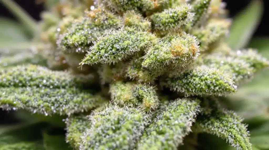 Trichome-covered buds from optimized growing techniques for boosted cannabis yields.