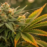 Close-up of a mature cannabis bud with autumn-colored leaves and visible trichomes.