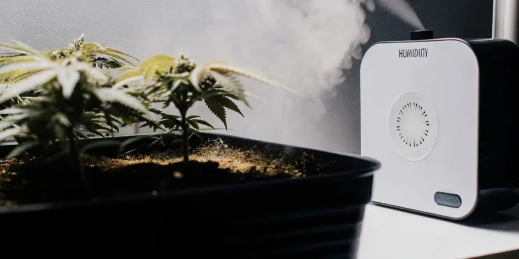 Young cannabis seedlings growing in a pot next to a digital humidifier emitting mist.