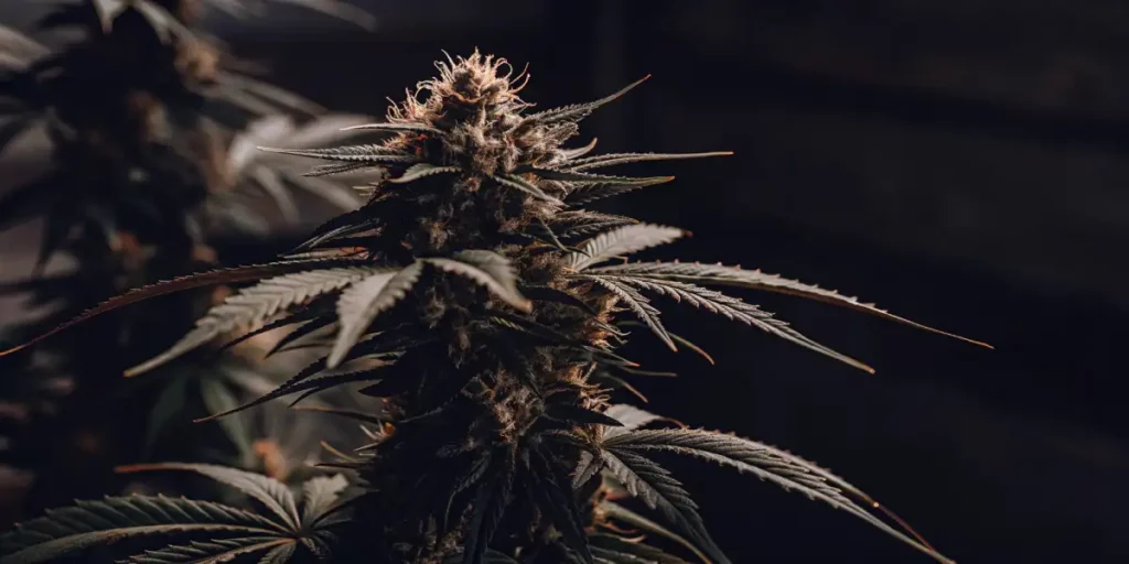 Frosty dark cannabis bud with amber pistils under indoor lighting.