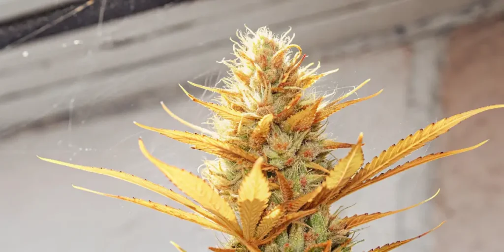 Golden cannabis bud covered with delicate spiderwebs and amber pistils.