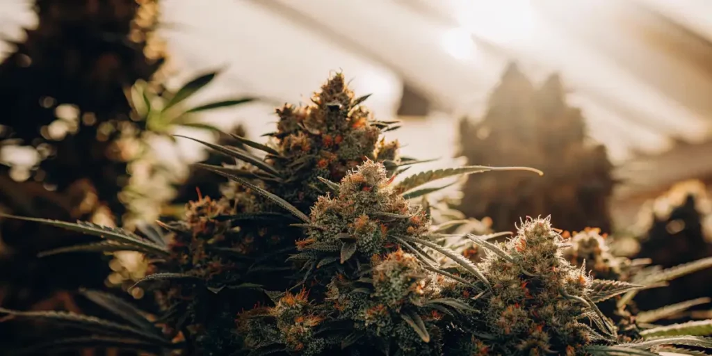 Close-up of cannabis buds with green, purple, and orange hues, covered in frosty trichomes.