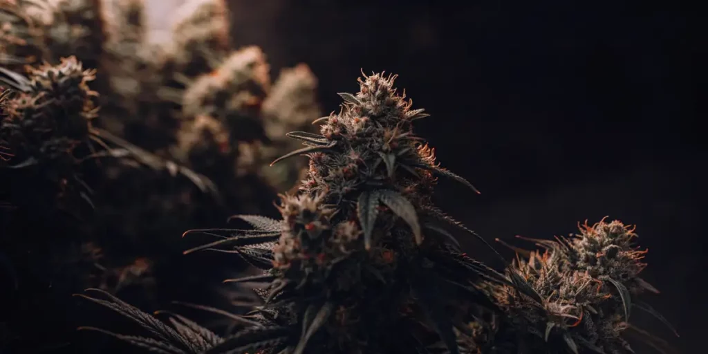 Cannabis buds with deep green and purple hues, covered in trichomes and orange pistils.