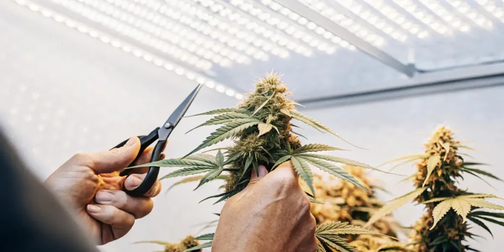 Hands trimming dense cannabis bud under bright LED grow lights.