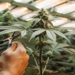Hands trimming cannabis bud under warm LED grow lights.