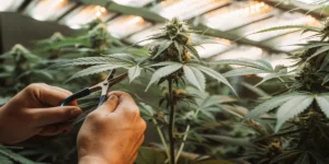 Hands trimming cannabis bud under warm LED grow lights.