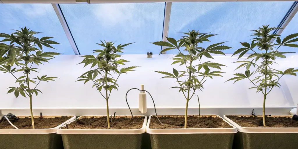 Indoor cannabis plants growing in large fabric pots with natural lighting.