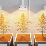 Cannabis plants thriving indoors under LED grow lights in rectangular pots.