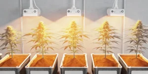 Cannabis plants thriving indoors under LED grow lights in rectangular pots.