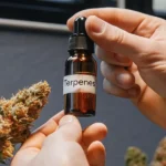 Person applying terpene drops to a cannabis bud for enhanced aroma and effects.