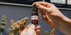 Person applying terpene drops to a cannabis bud for enhanced aroma and effects.