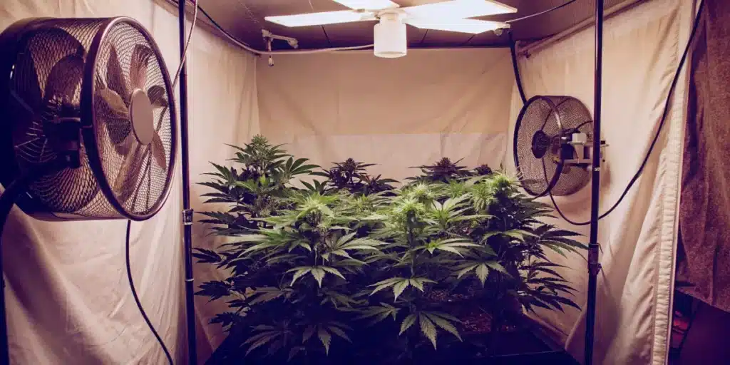 Cannabis plants thriving in an indoor grow tent equipped with oscillating weed fans and overhead lights for proper ventilation