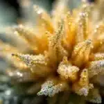 A highly detailed close-up of cannabis trichomes viewed under a microscope.