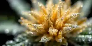 A highly detailed close-up of cannabis trichomes viewed under a microscope.