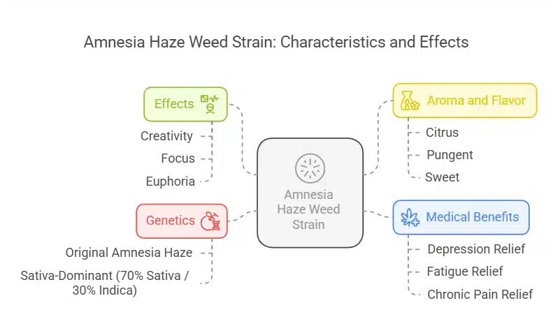 Infographic showcasing Amnesia Haze's genetics, uplifting effects, citrus aroma, and medical benefits like depression and fatigue relief