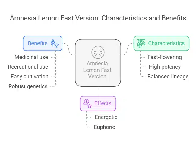 Infographic displaying Amnesia Lemon Fast Version's benefits, fast-flowering characteristics, and energetic effects