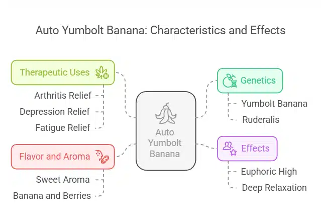 Infographic illustrating Auto Yumbolt Banana's genetics, therapeutic uses, flavor profile, and effects, including sweet banana and berry aroma
