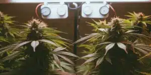 Autoflower cannabis plants with dense, resin-coated buds during week 9, growing under controlled indoor lighting