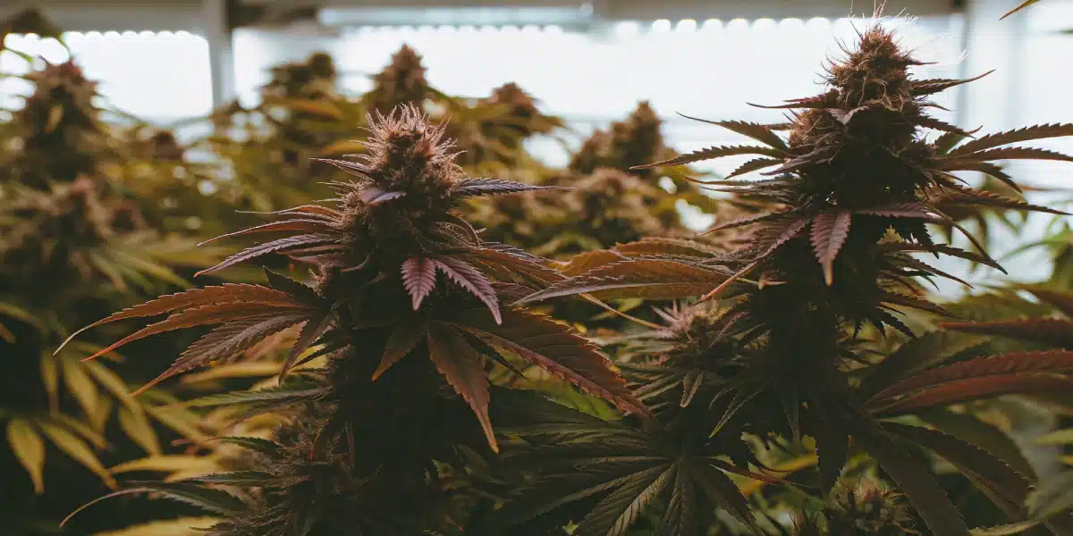 Autoflower cannabis plants thriving indoors under bright grow lights, nearing full maturity at week 9