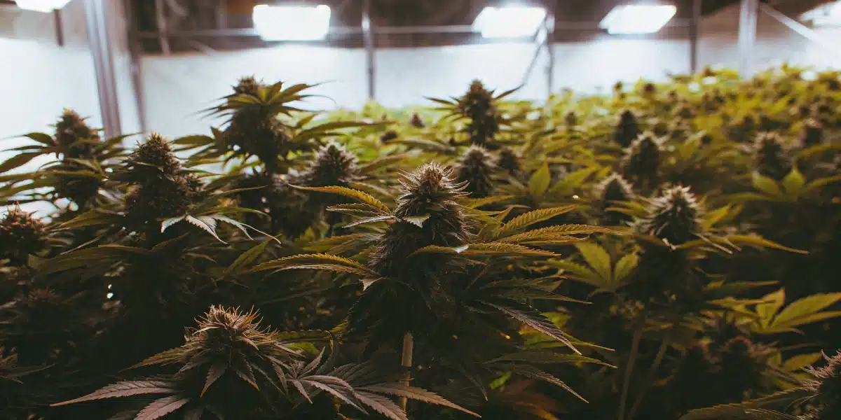 Extensive indoor cannabis grow room featuring fully bloomed autoflower plants in week 9, ready for harvest